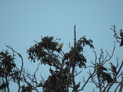 Cacatua goffiniana