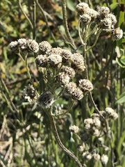 Antennaria pulcherrima
