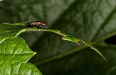 Agrilus ribesi