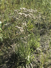 Antennaria pulcherrima
