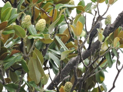 Melanerpes aurifrons