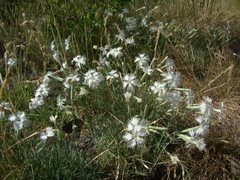 Dianthus acicularis