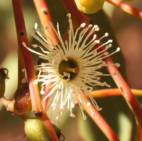 Eucalyptus striaticalyx, 2020-07-15