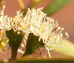 Eucalyptus striaticalyx