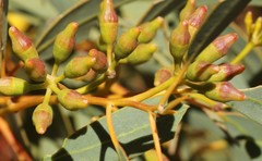 Eucalyptus striaticalyx