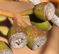 Eucalyptus striaticalyx