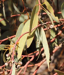 Eucalyptus striaticalyx