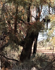 Eucalyptus striaticalyx