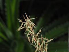 Cymbopogon tortilis