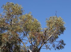 Eucalyptus striaticalyx