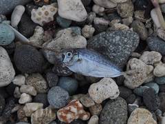 Leiognathidae