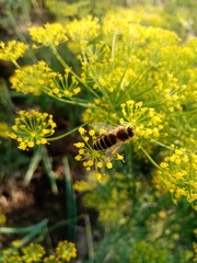 Apis mellifera