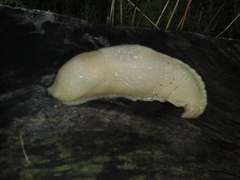 Limax cinereoniger