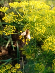 Apis mellifera