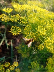 Apis mellifera