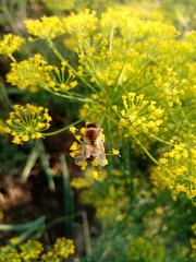 Apis mellifera