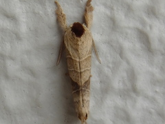 Clostera anastomosis