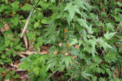 Rubus palmatus