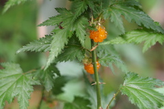 Rubus palmatus