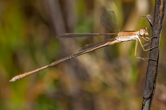 Lestes concinnus