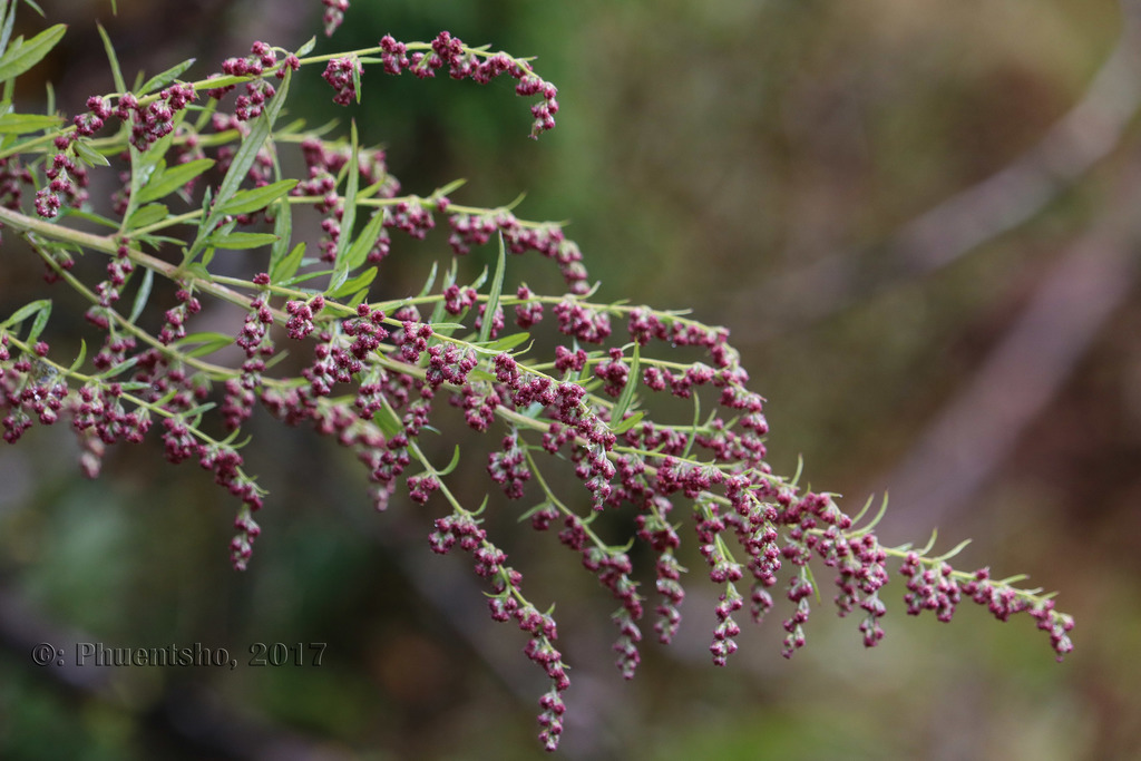 Artemisia bhutanica