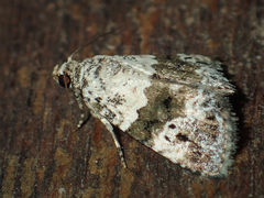 Maliattha signifera