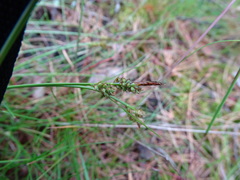 Carex pilulifera