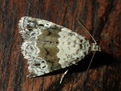 Maliattha signifera