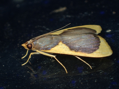 Prooedema inscisalis