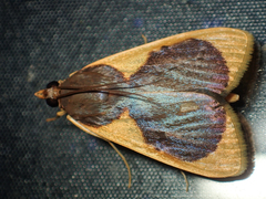 Prooedema inscisalis