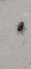 Blattella germanica
