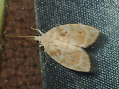 Schistophleps bipuncta