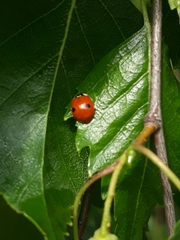Adalia bipunctata