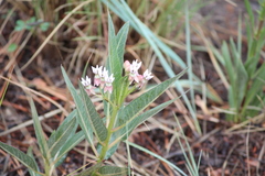 Asclepias hallii