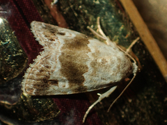 Maliattha signifera