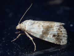 Maliattha signifera