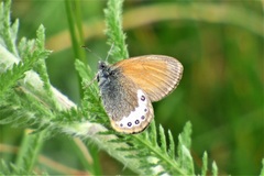 Coenonympha gardetta