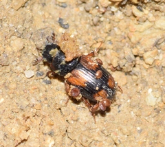 Eudolus quadriguttatus