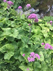 Adenostyles alliariae