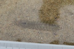 Squillidae