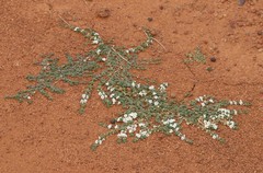 Peplidium muelleri