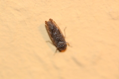 Allygidius atomarius