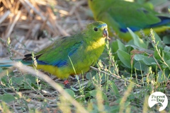 Neophema chrysogaster