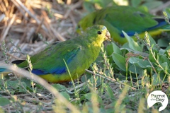 Neophema chrysogaster