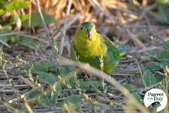 Neophema chrysogaster