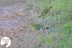 Neophema chrysogaster