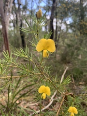 Gompholobium grandiflorum