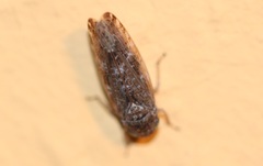 Allygidius atomarius