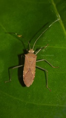 Dasynini