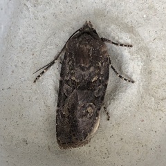 Agrotis segetum